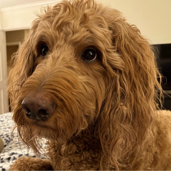 Thank you for looking at my closet. - Picture 1 of 1